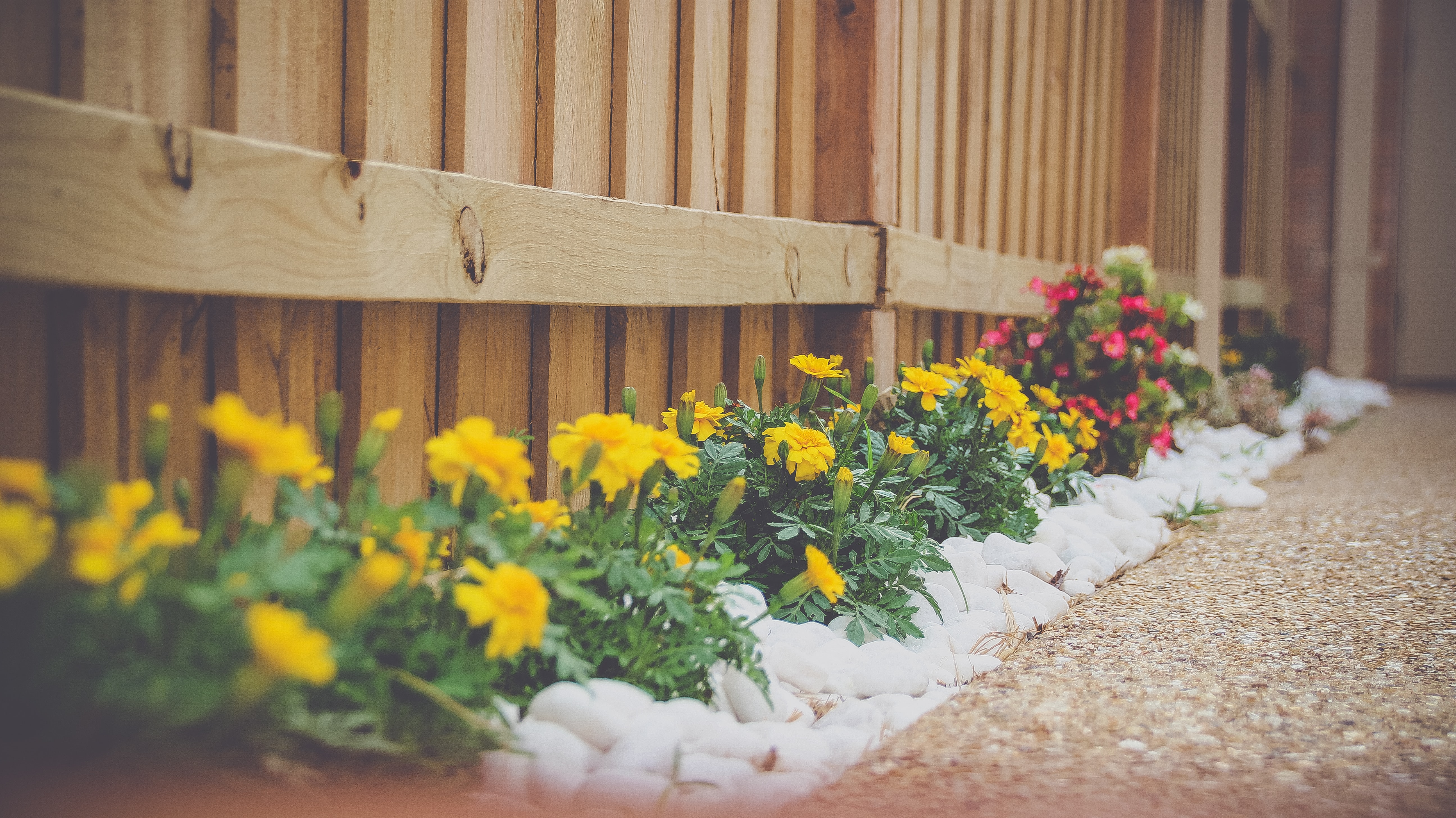 jardin de fleurs